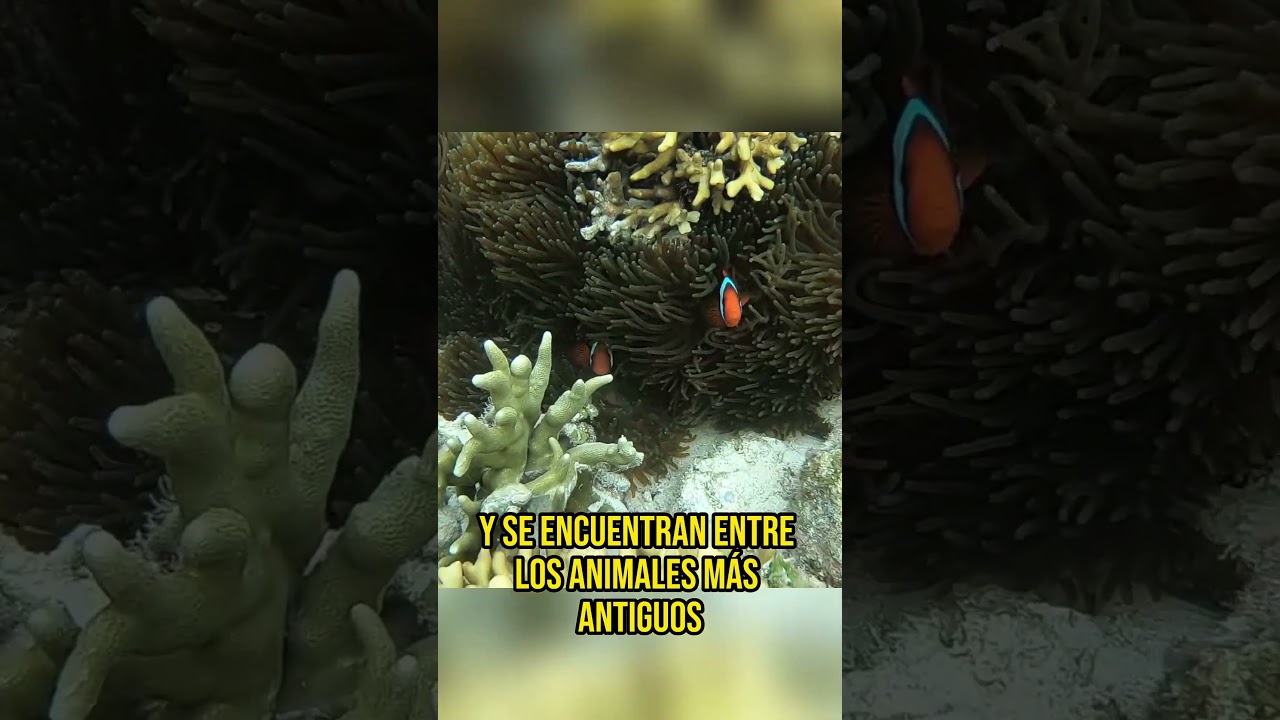 📌CURIOSIDADES de la ESPONJA MARINA que no sabias📌/Asombroso