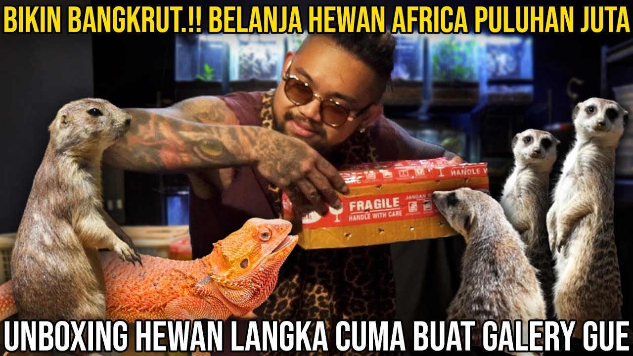 BIKIN BANGKRUT.!! BELANJA HEWAN AFRICA PULUHAN JUTA || UNBOXING HEWAN LANGKA CUMA BUAT GALERY GUE