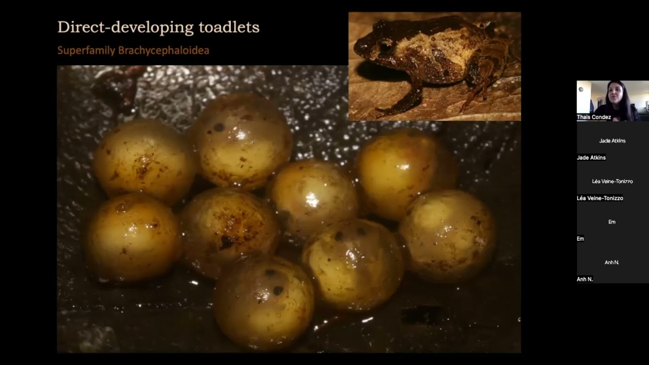 &ldquo;High-Elevation Toadlets and the Diversification in the Neotropics&rdquo; with Thais Condez