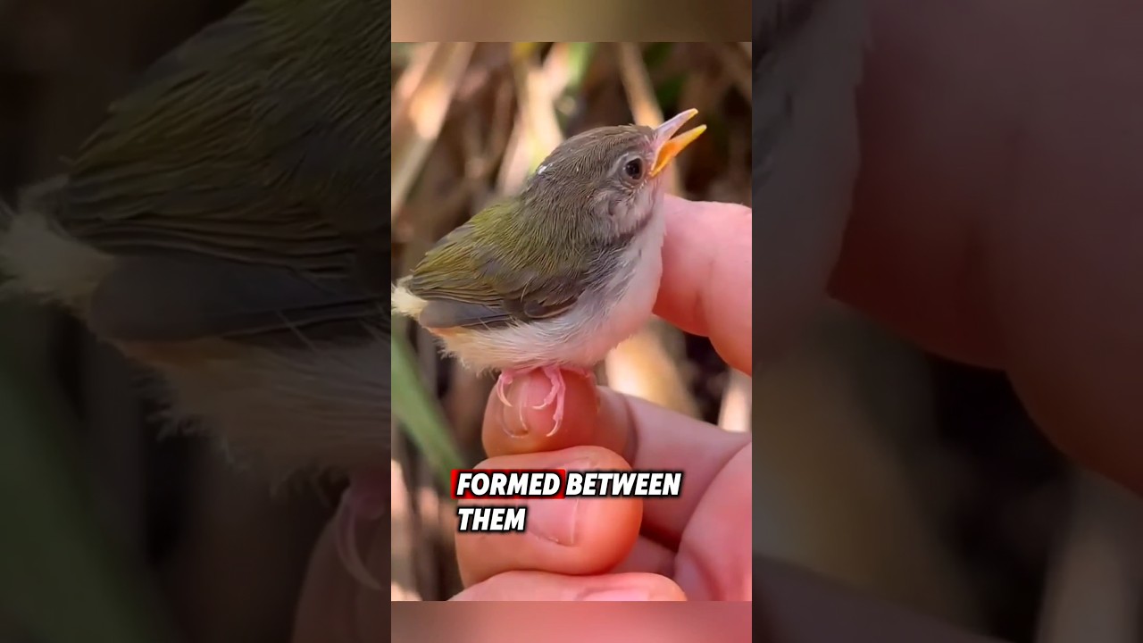 The kind man found an abandoned egg, and a beautiful bird hatched from it #rescue #birds