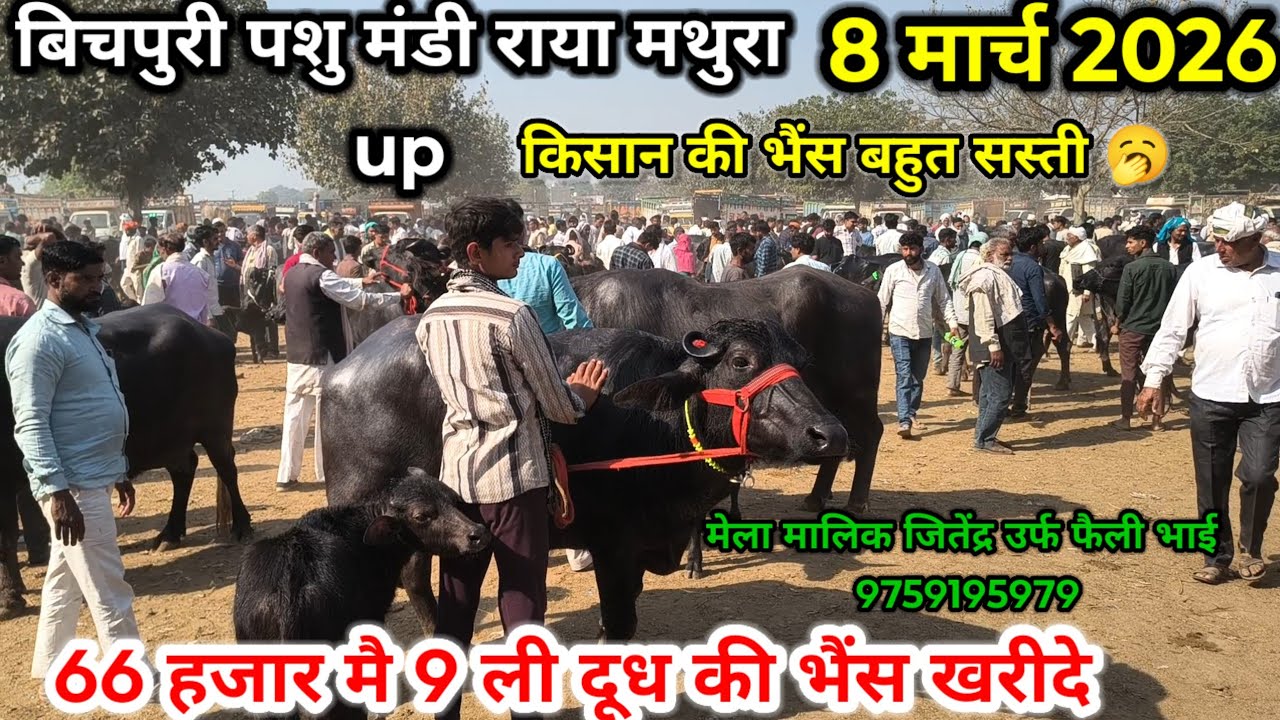 बिचपुरी पशु मंडी ll 08 मार्च 2026 ll bichpuri pashu mandi ll 65 हजार मै 9 ली दूध की भैंस खरीदे 