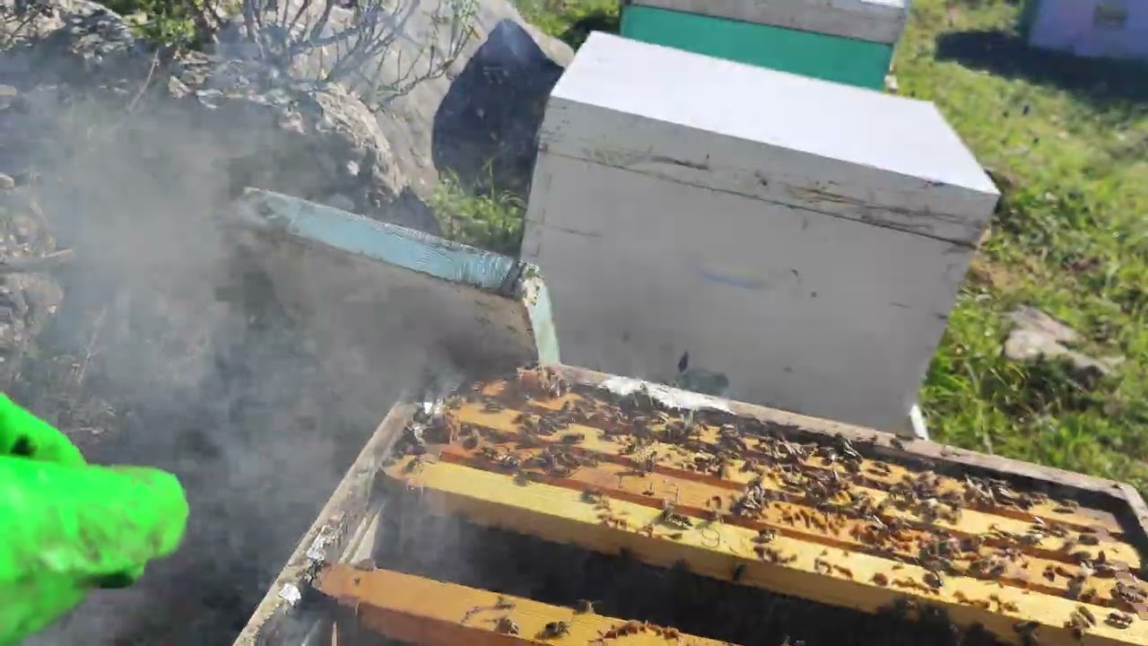 Πως ελέγχουμε ένα μελίσσι, πως το χειριζόμαστε και τι ψάχνουμε. Apeiron #bee #μέλι #μελισσοκομία