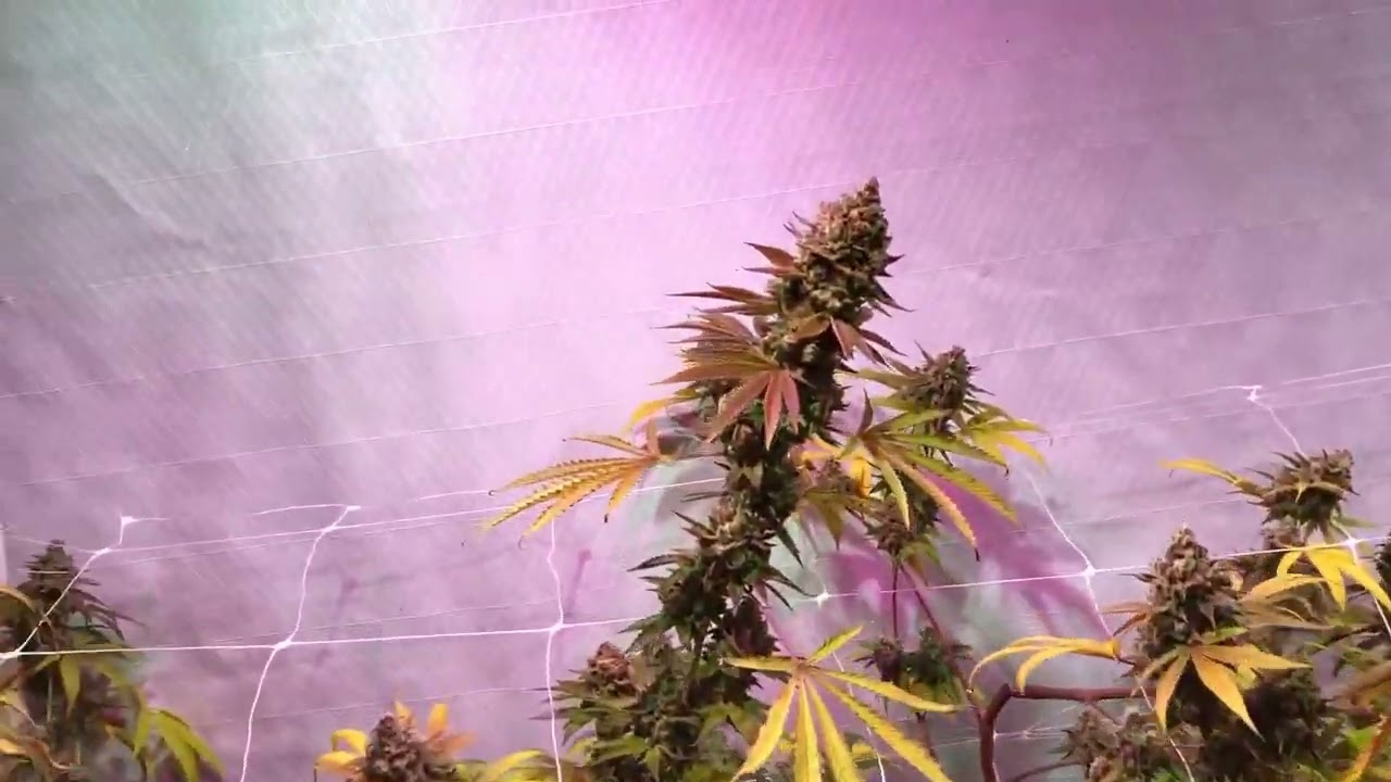 Candied Lemons Strain