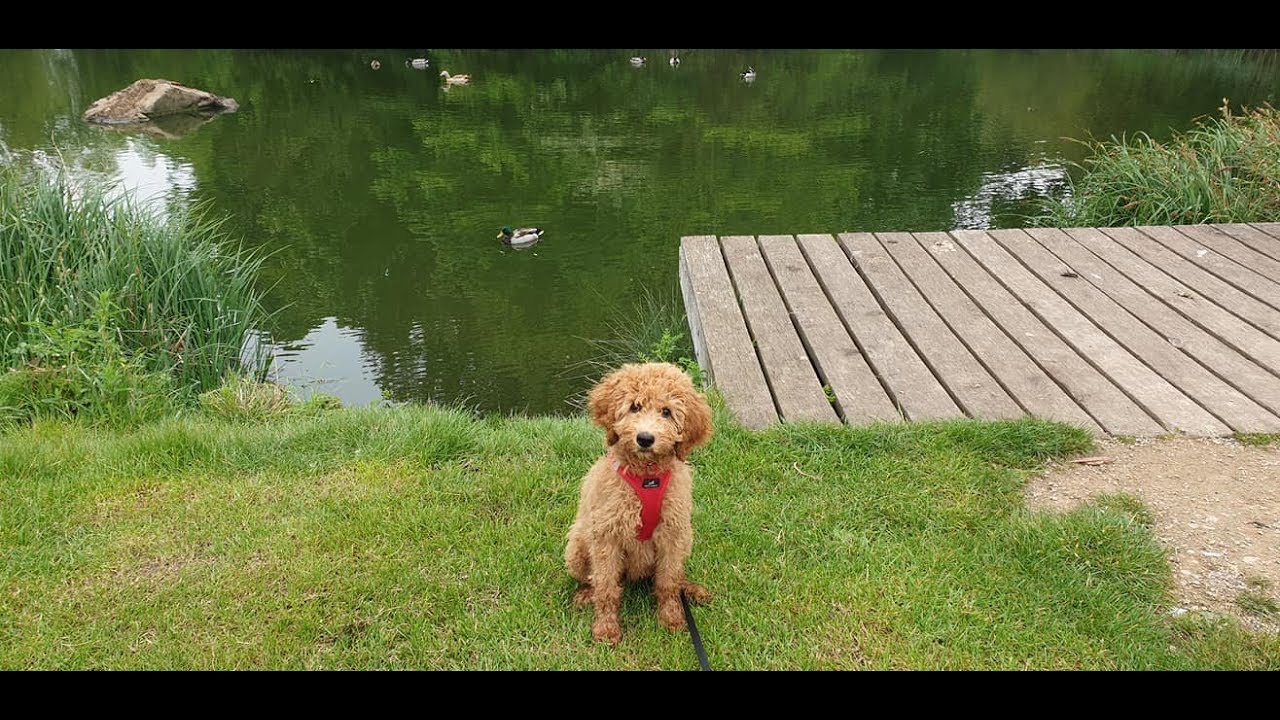 Bella - 16 Week Old Labradoodle Puppy - 3 Week Intensive Dog Training Course