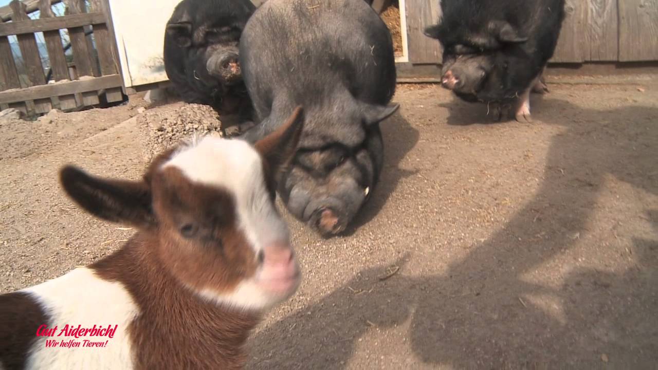 Ziegenbaby Samira entdeckt Gut Aiderbichl Henndorf