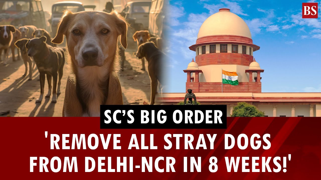 SC orders capture of stray dogs in Delhi-NCR, warns against resistance | Rabies | Dog bites
