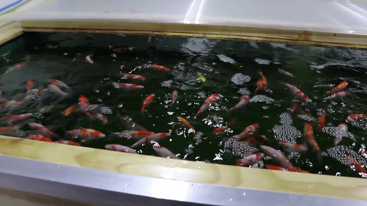 New pond Syndrome Part 3 - Nitrite Issues