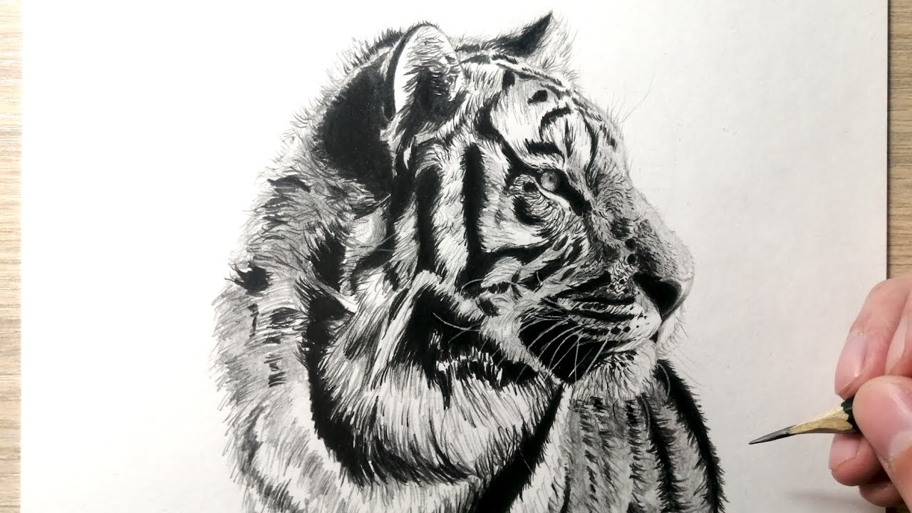 Cómo dibujar un Tigre