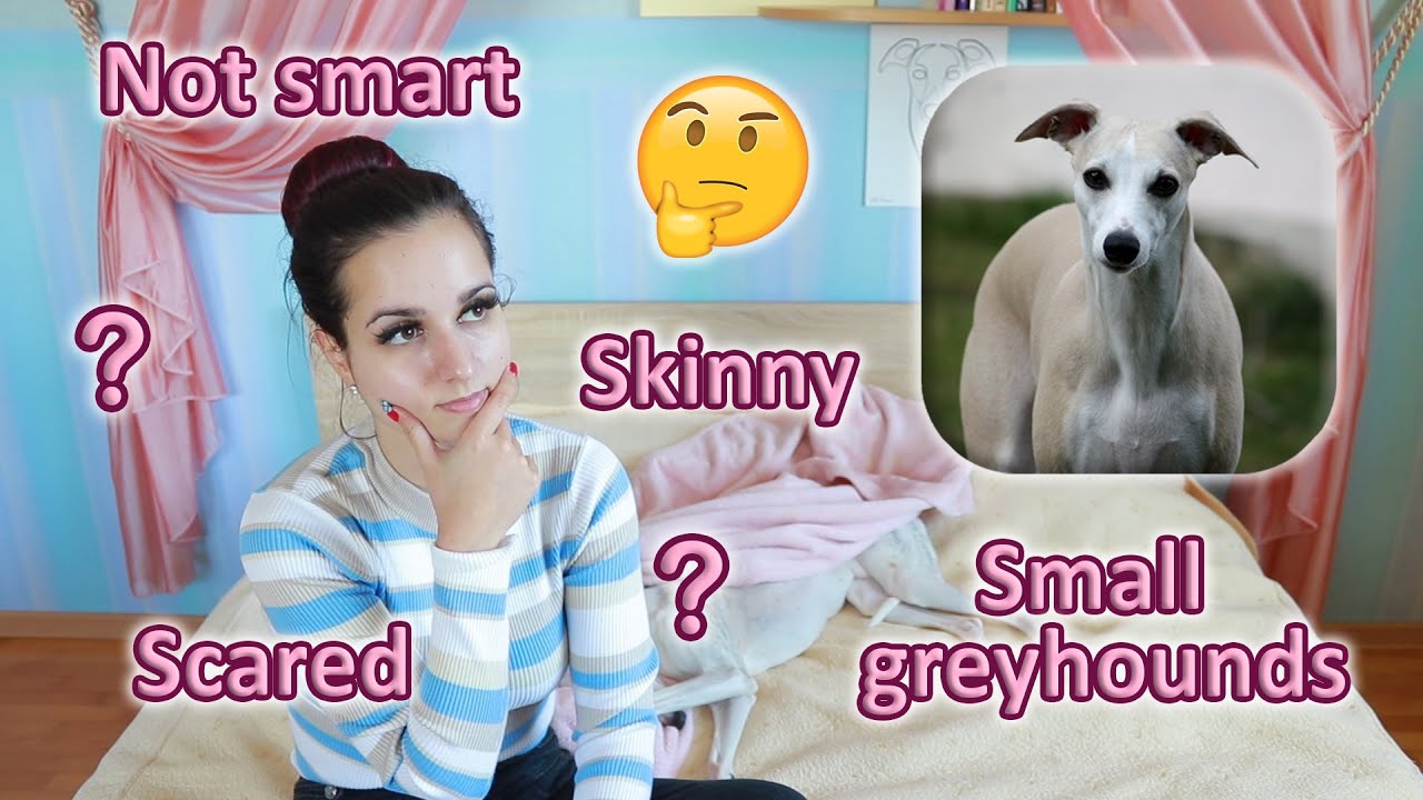10 Common Misconceptions about Whippets