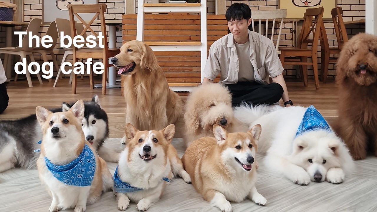 The best dog Cafe you'll ever visit in Thailand