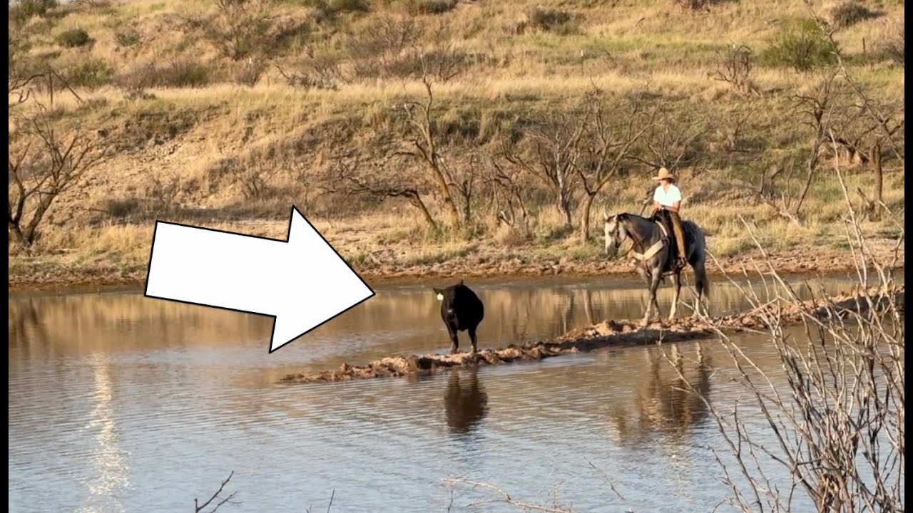 Weaning Calves at the RA Brown Ranch