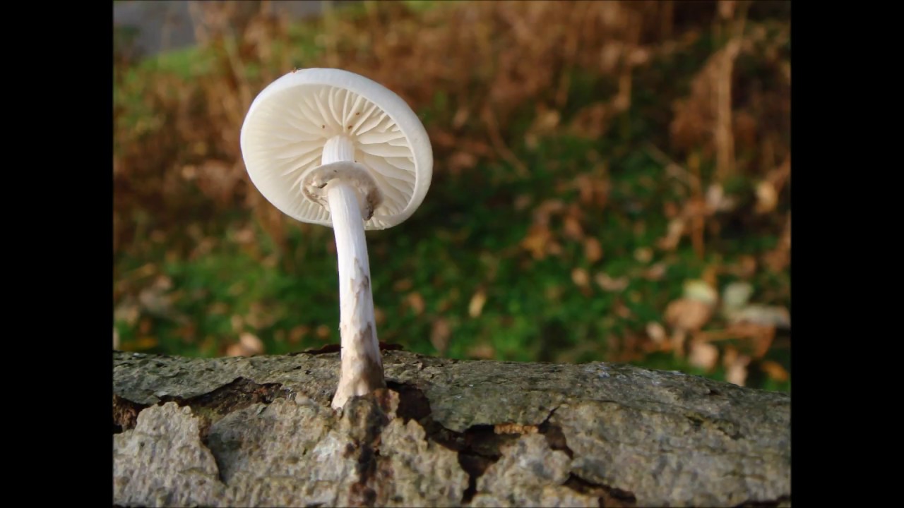 New Forest Fungi