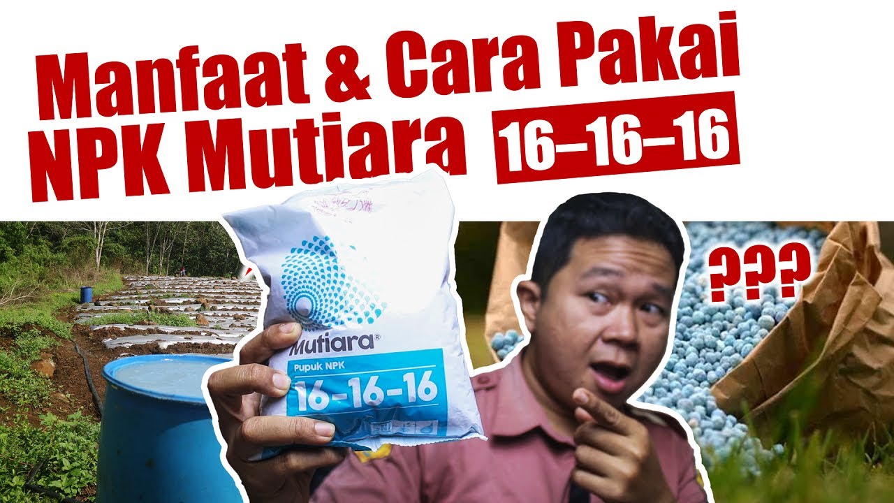 Jangan salah.❗❗❗ Ini Manfaat Dan Cara Menggunakan Pupuk NPK Mutiara 16-16-16 Untuk Tanaman Pertanian