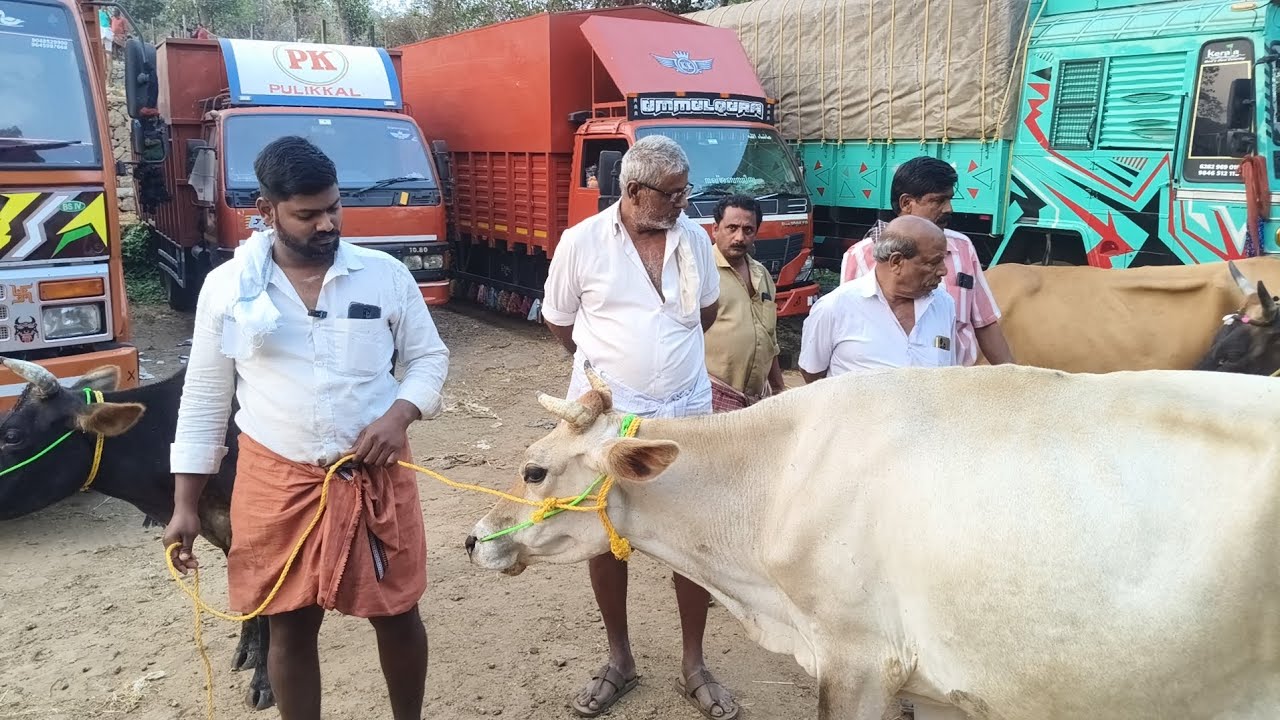 പെരുമ്പിലാവ് ചന്തയിൽ സജീഷ് വാണിയംകുളംപാൽപശുക്കളുമായി ചന്ത വാഴുന്നു നല്ലപശുഎല്ലാവരും വാങ്ങിപ്പോകുന്നു
