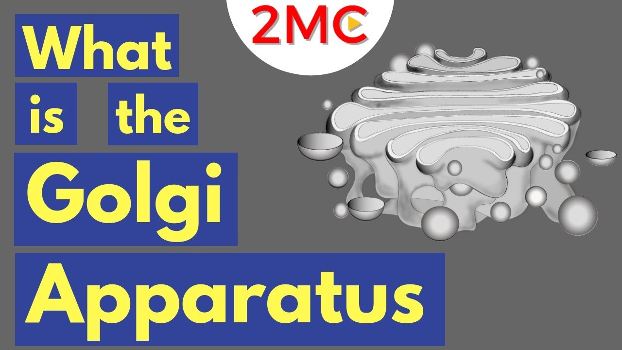 The Golgi Apparatus Structure and Function | The Endomembrane System