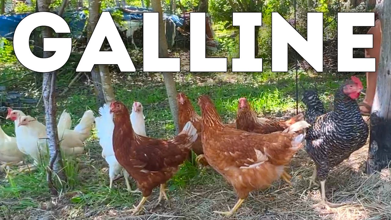 GALLINE - Nuovi inquilini a Daimon