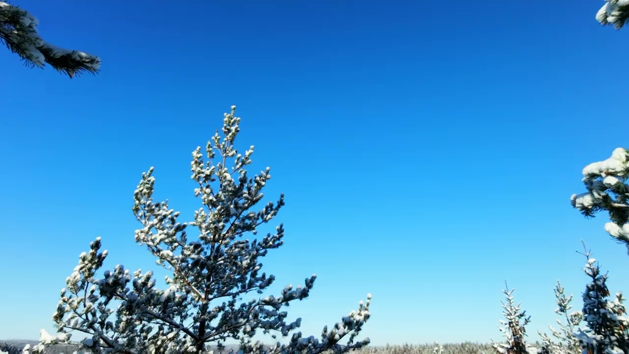 DJI Neo 2 FPV. Over the tree tops and beyond!