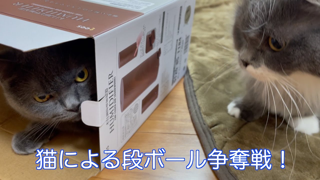 猫による段ボール争奪戦！