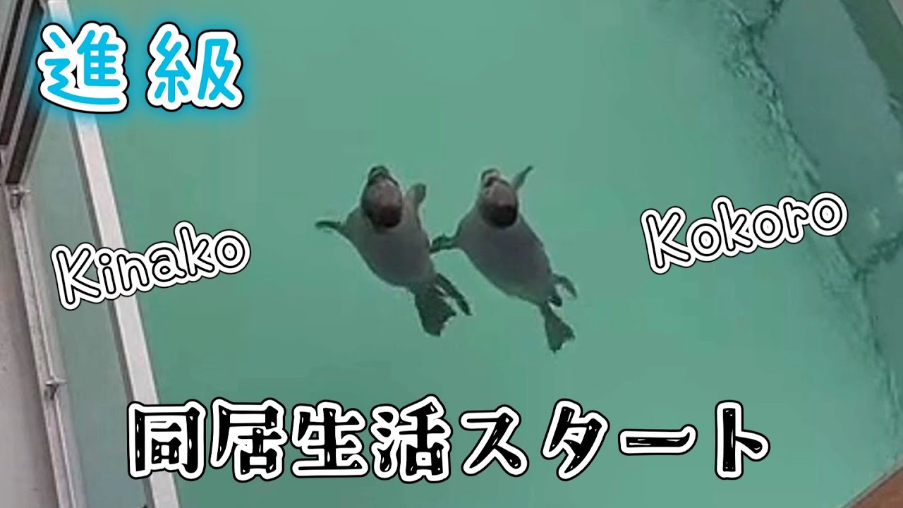 進級で同居生活スタート スタッフさんの足の間にすっぽりきなこ【アザラシ幼稚園】