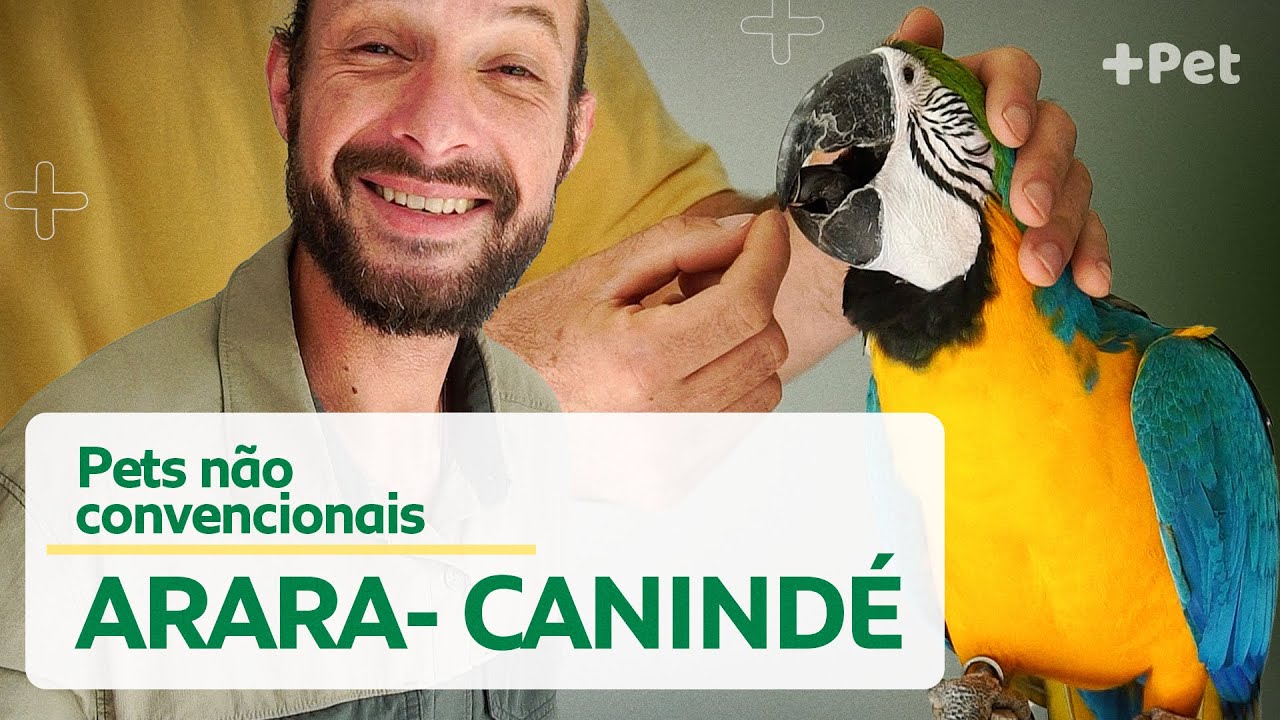 COMO É TER UMA ARARA-CANINDÉ? | CANAL MAIS PET