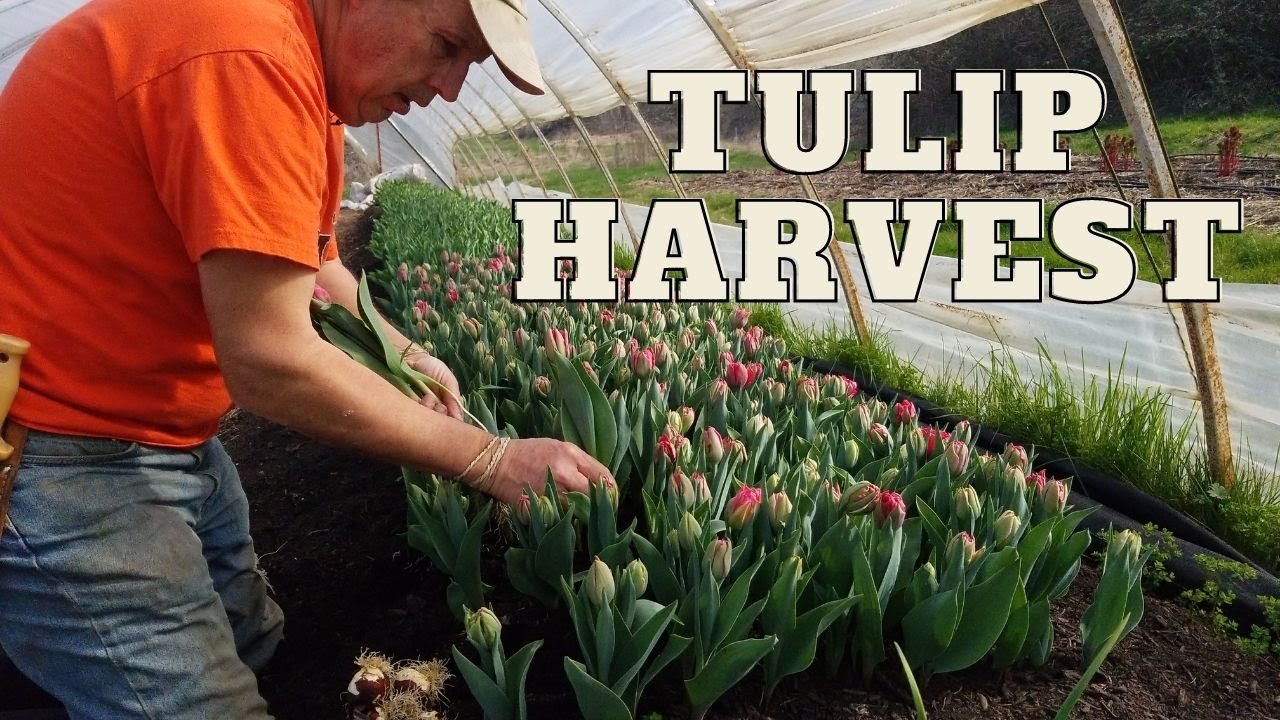Tulip Harvest!