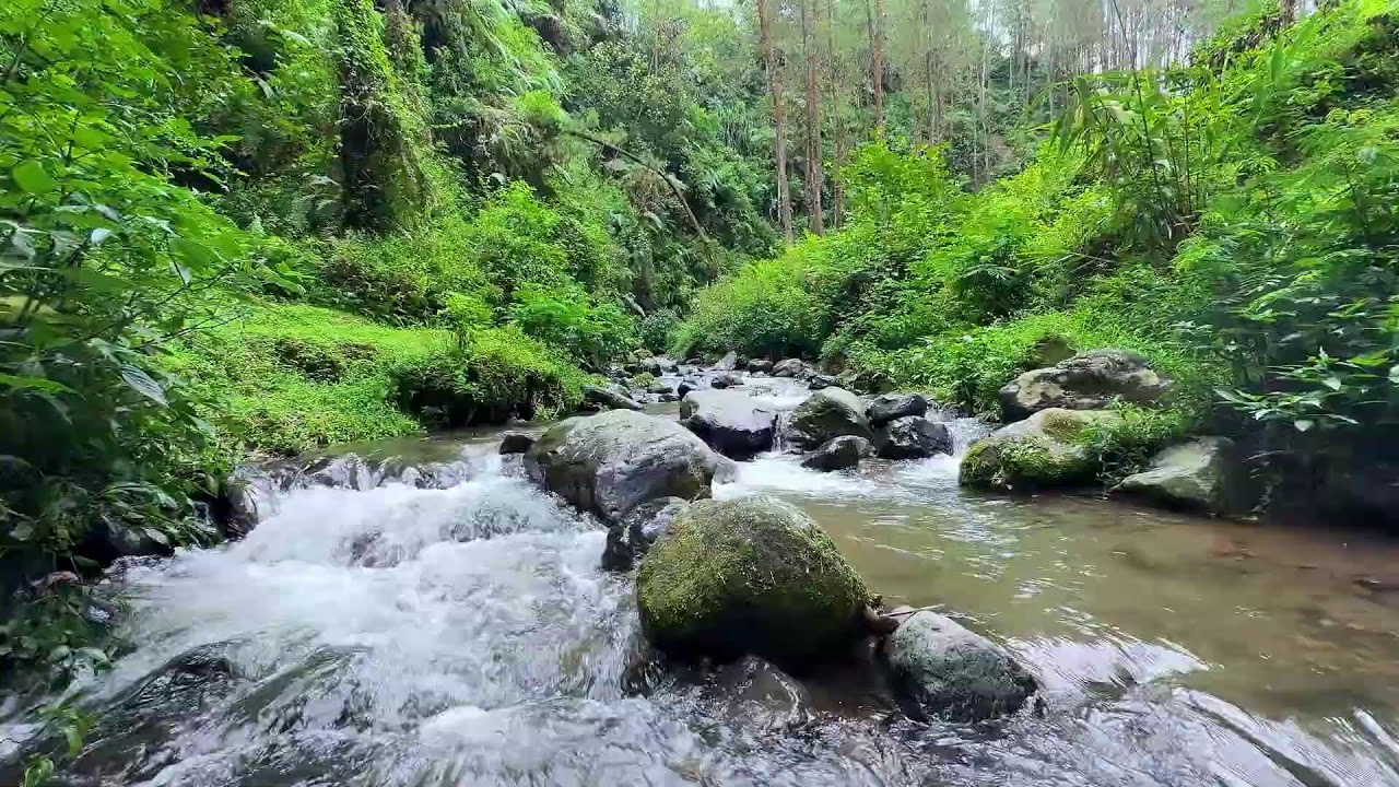 Let comfort surround you with gentle river sounds in a shaded woodland stream to calm your mind