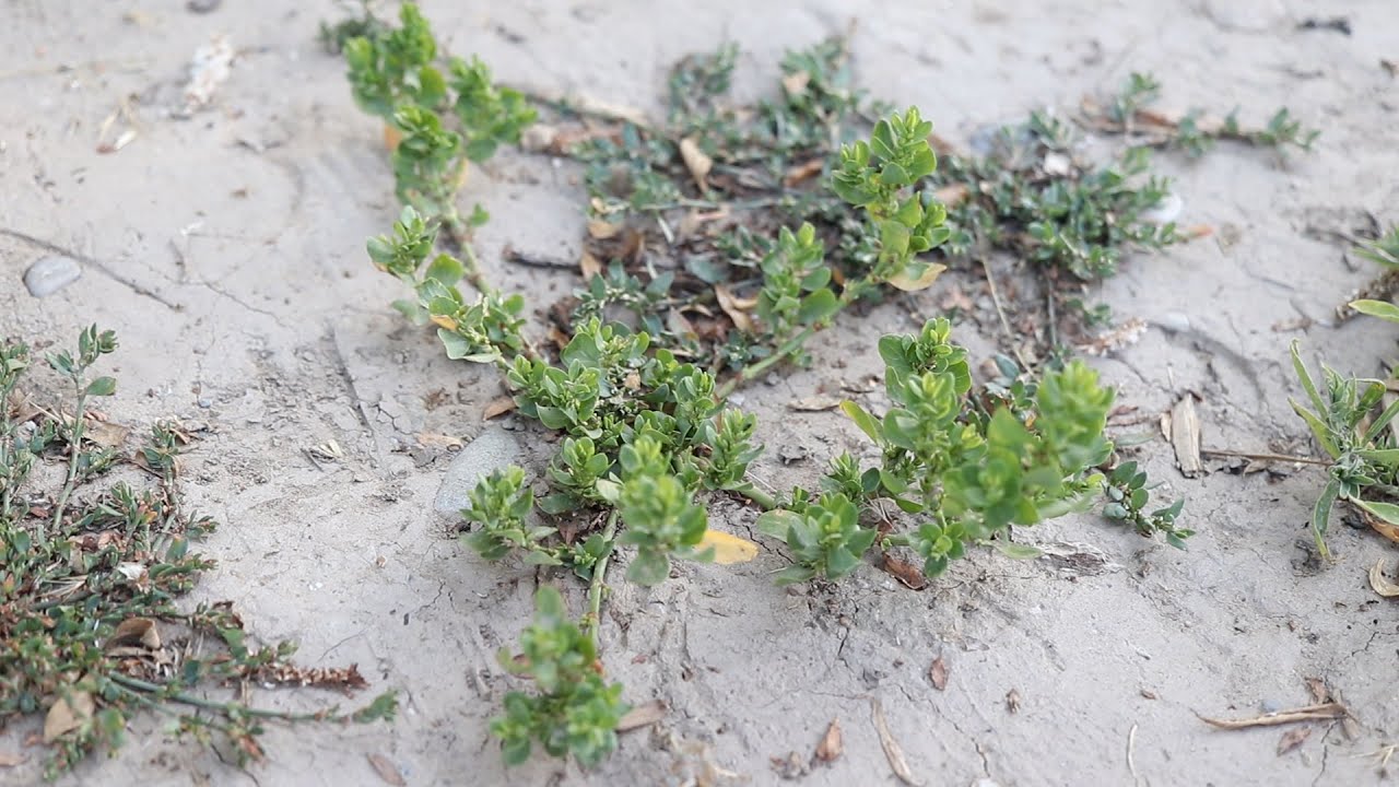 ERECT KNOTWEED (Polygonum erectus)