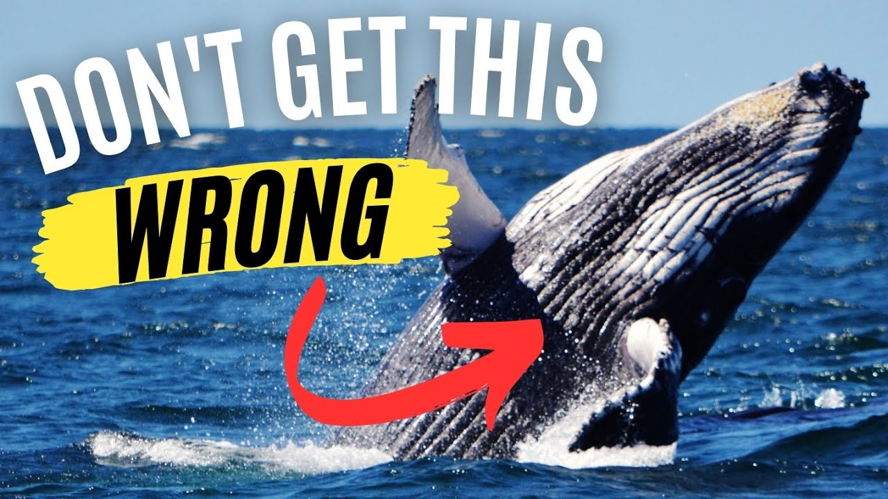 When to see Whales in Alsaka