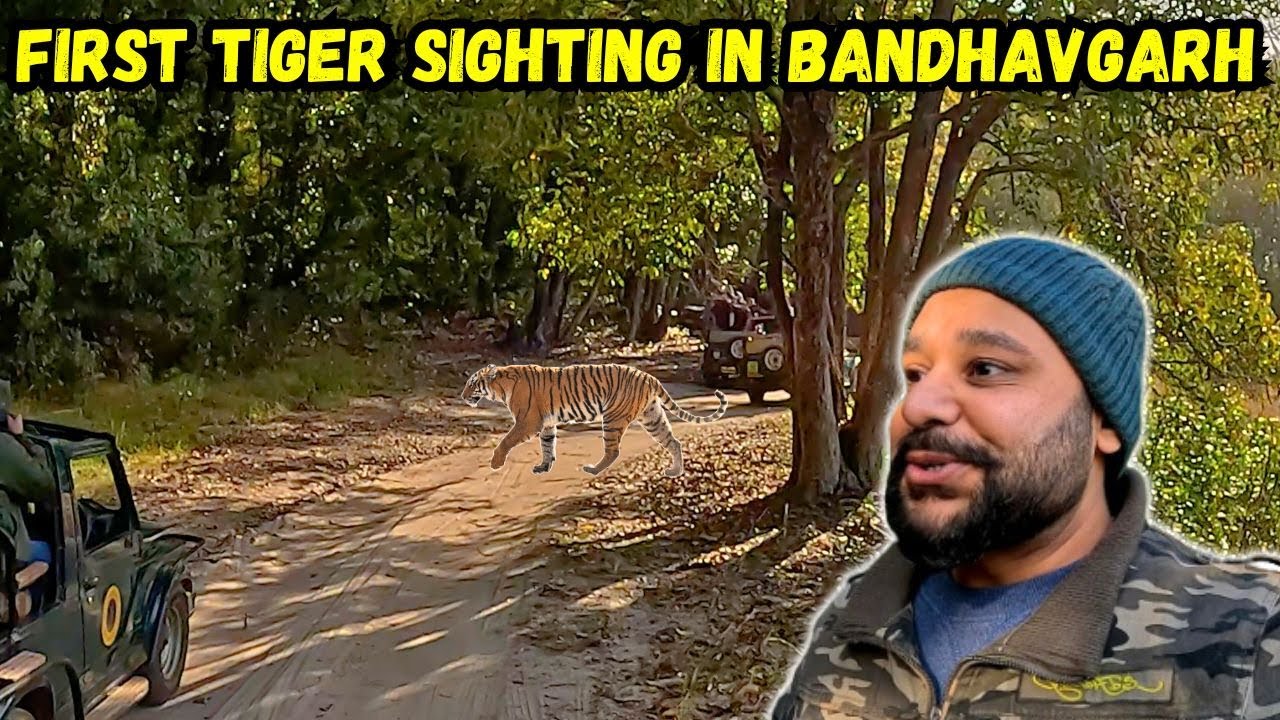 My First Tiger Sighting in Bandhavgarh | Tala Zone Jungle Safari | Best Zone in Bandhavgarh
