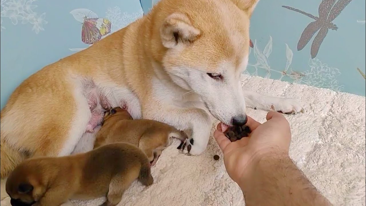 Suki will not eat if not from my hand. She is such a devoted mom