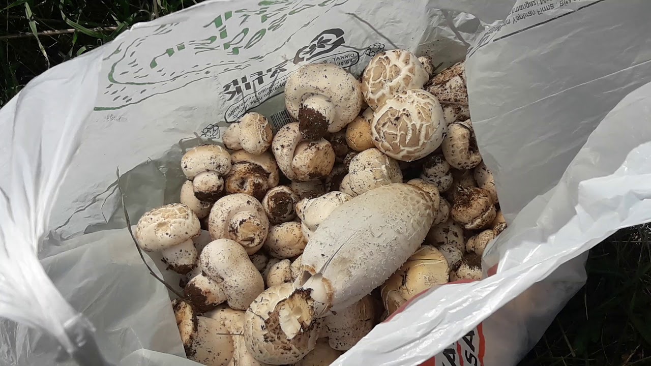 Büyük Toraman'da Mantar sezonu açıldı