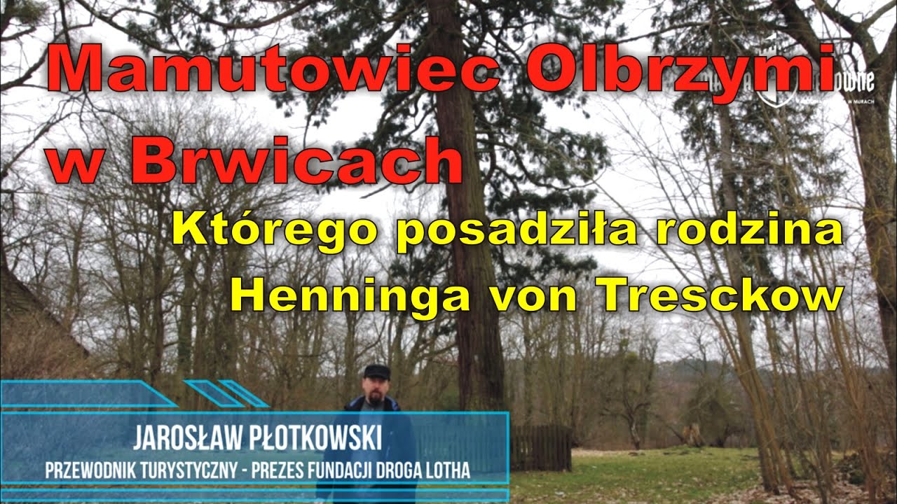 Mamutowiec Olbrzymi w Brwicach