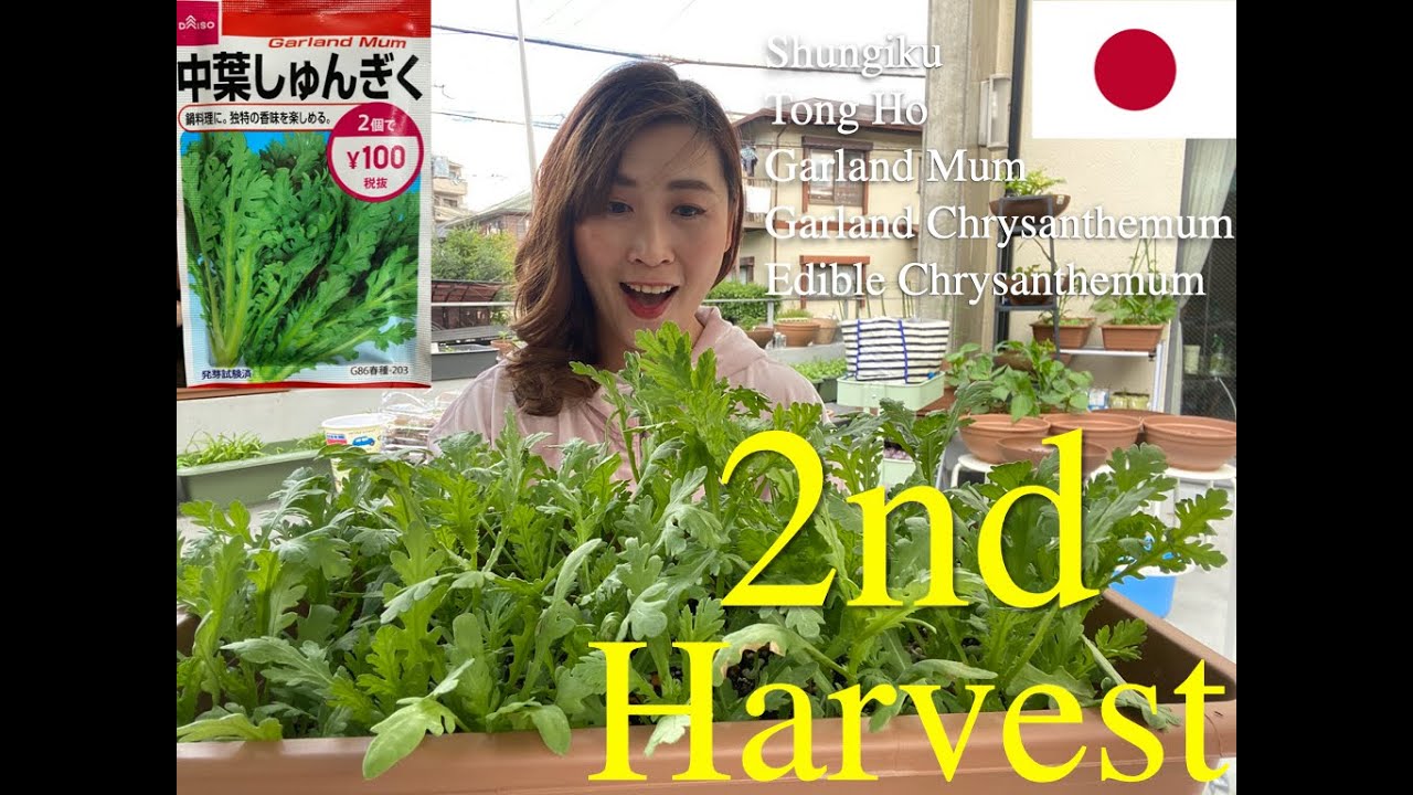 GARDEN VLOG EP.1(2) 2nd harvest - Garland Chrysanthemum/Tongho/Shungiku/Edible Chrysanthemum...
