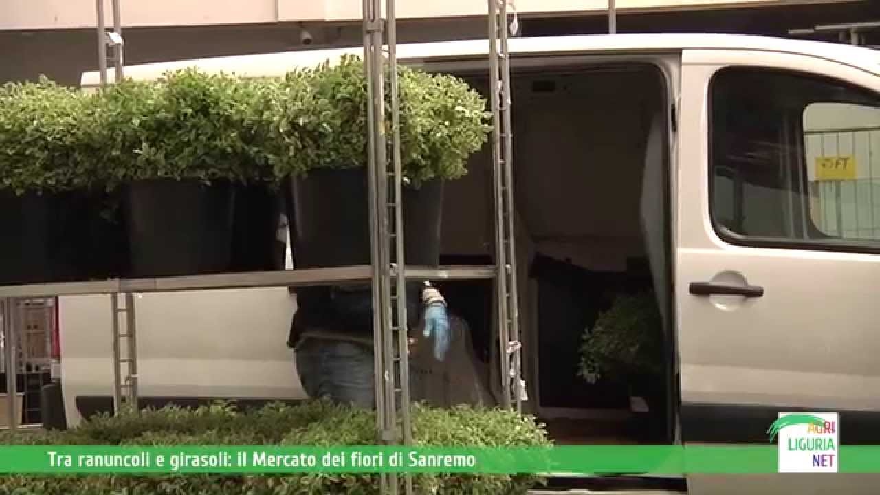 Tra ranuncoli e girasoli: il Mercato dei fiori di Sanremo