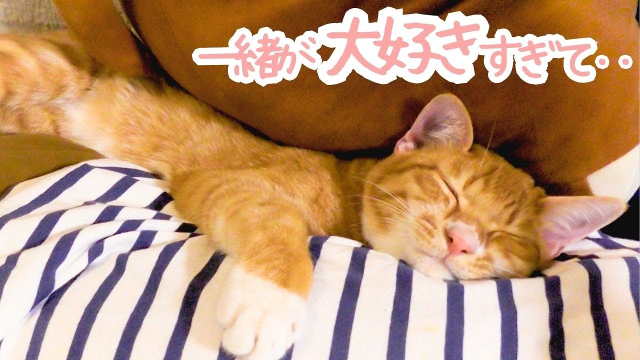 【甘えん坊猫】まるで赤ちゃんみたいに甘える元保護猫のそら君