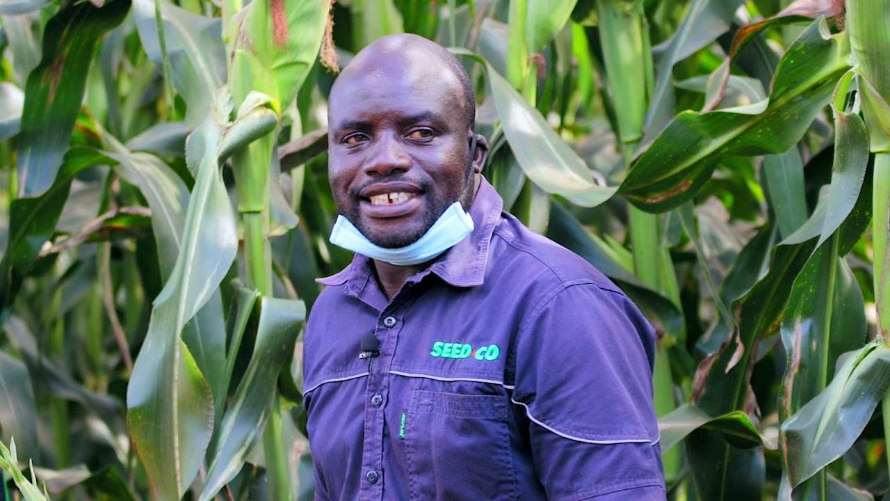 Seed Co Doma Virtual field day highlights