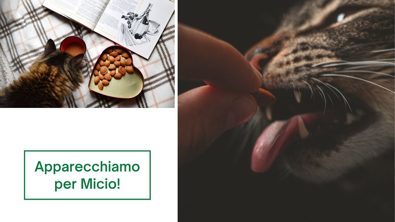 Scopriamo il Gatto: le Ciotole.
