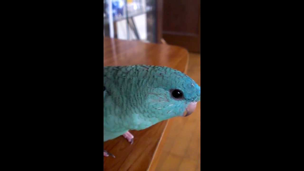 某マーチを歌うサザナミインコ
