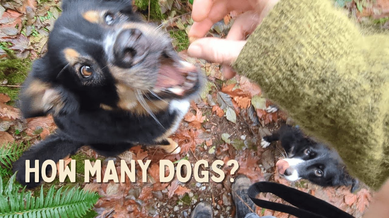 I Tried to Count All the Dogs on This Walk... I Lost Track