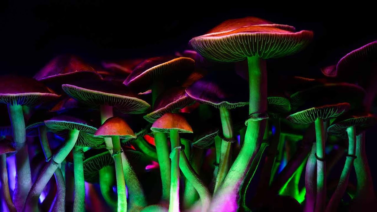 Hongos alucin&oacute;genos contra la depresi&oacute;n y la ansiedad - UNAM Global