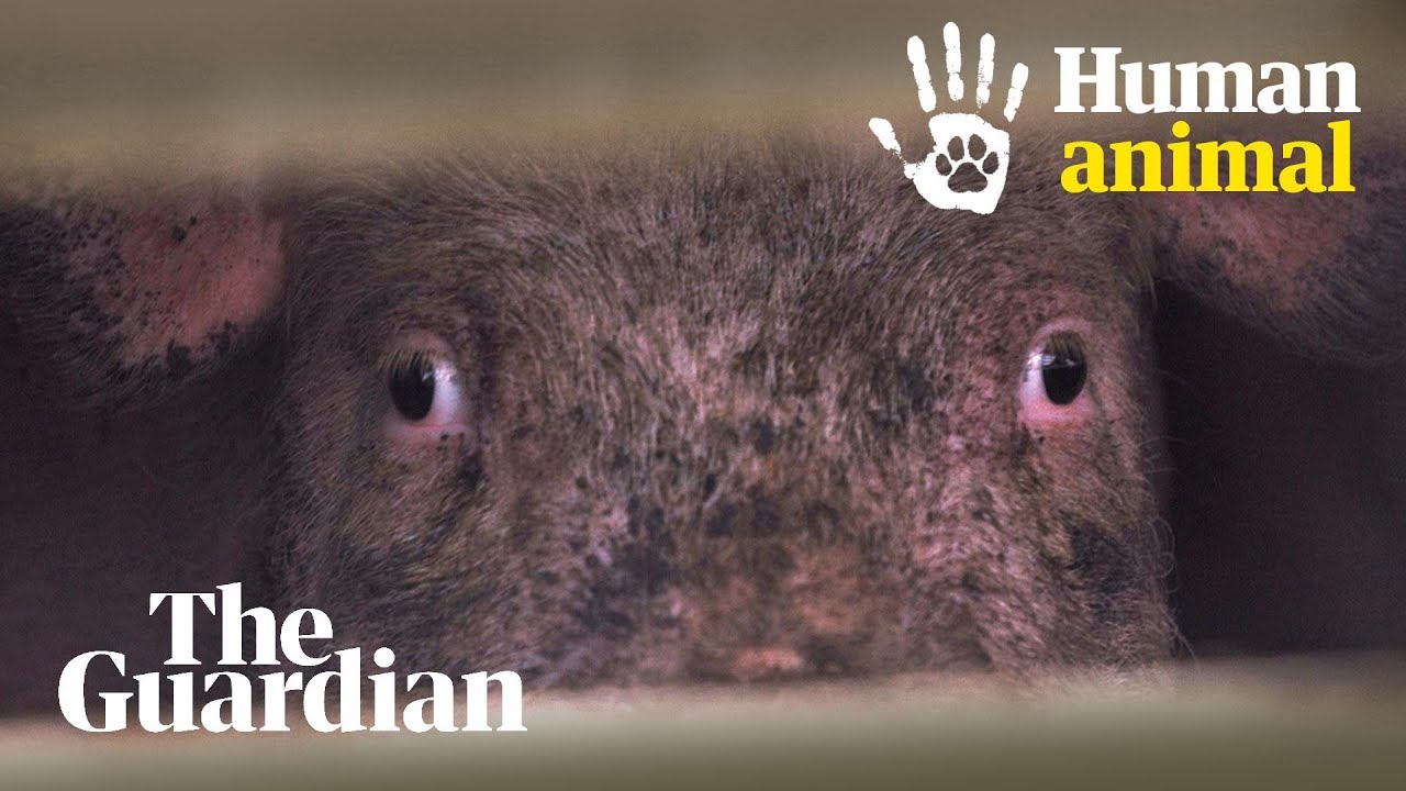 &lsquo;This is a place of death&rsquo;: the fight for a meat-free world | Human Animal