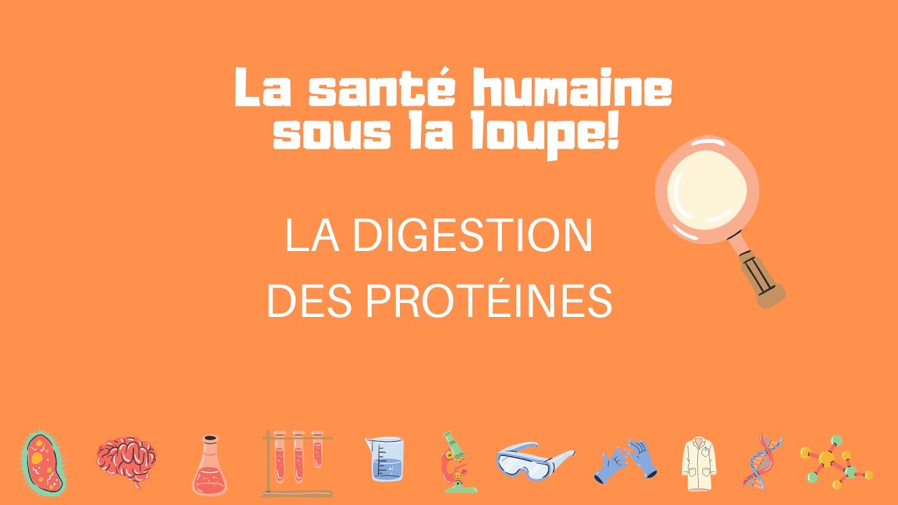 La digestion des prot&eacute;ines