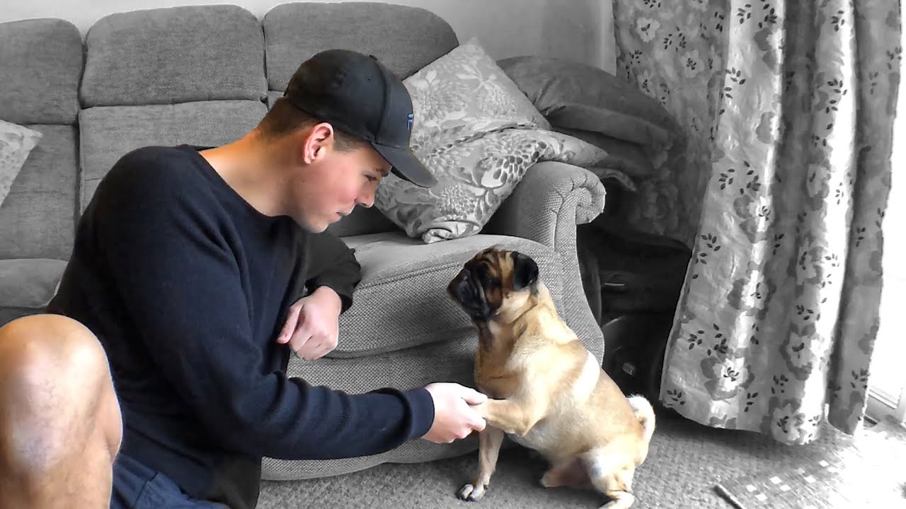 Training Your Pug Tricks For Beginners