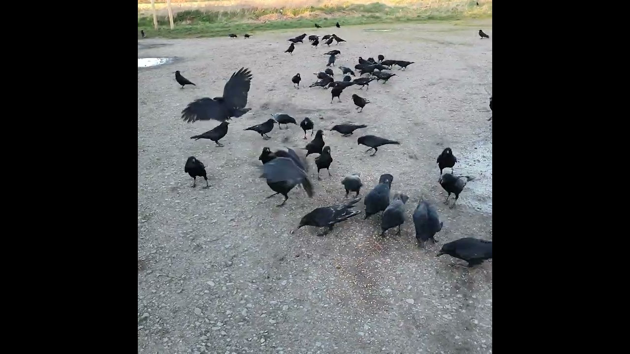 a farewell (of sorts) to my best birds