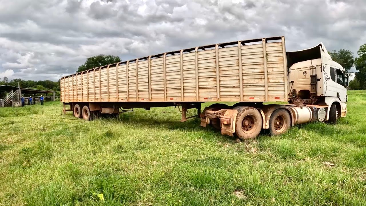 AGORA‼️Embarcando o gado || CARRETA deu trabalho pra ENCOSTAR e pra SAIR ⚠️