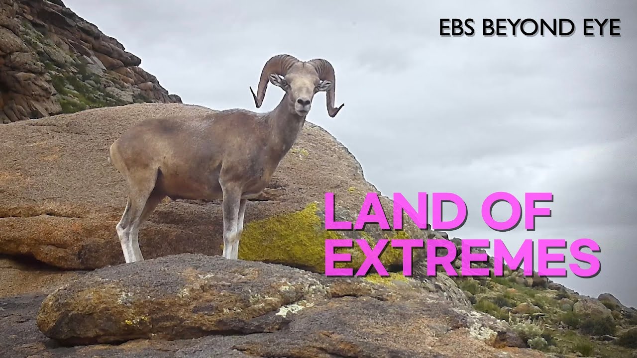 The Land of Extremes: Govi-Altai | EBS Nature Documentary | EBS Docuprime [Return]
