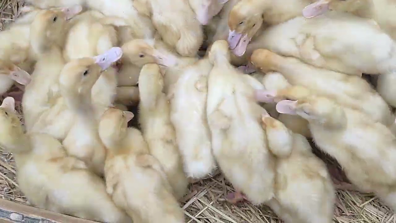 اسعار الطيور في اخر شهر شعبان المبارك بط فراخ رومى وز