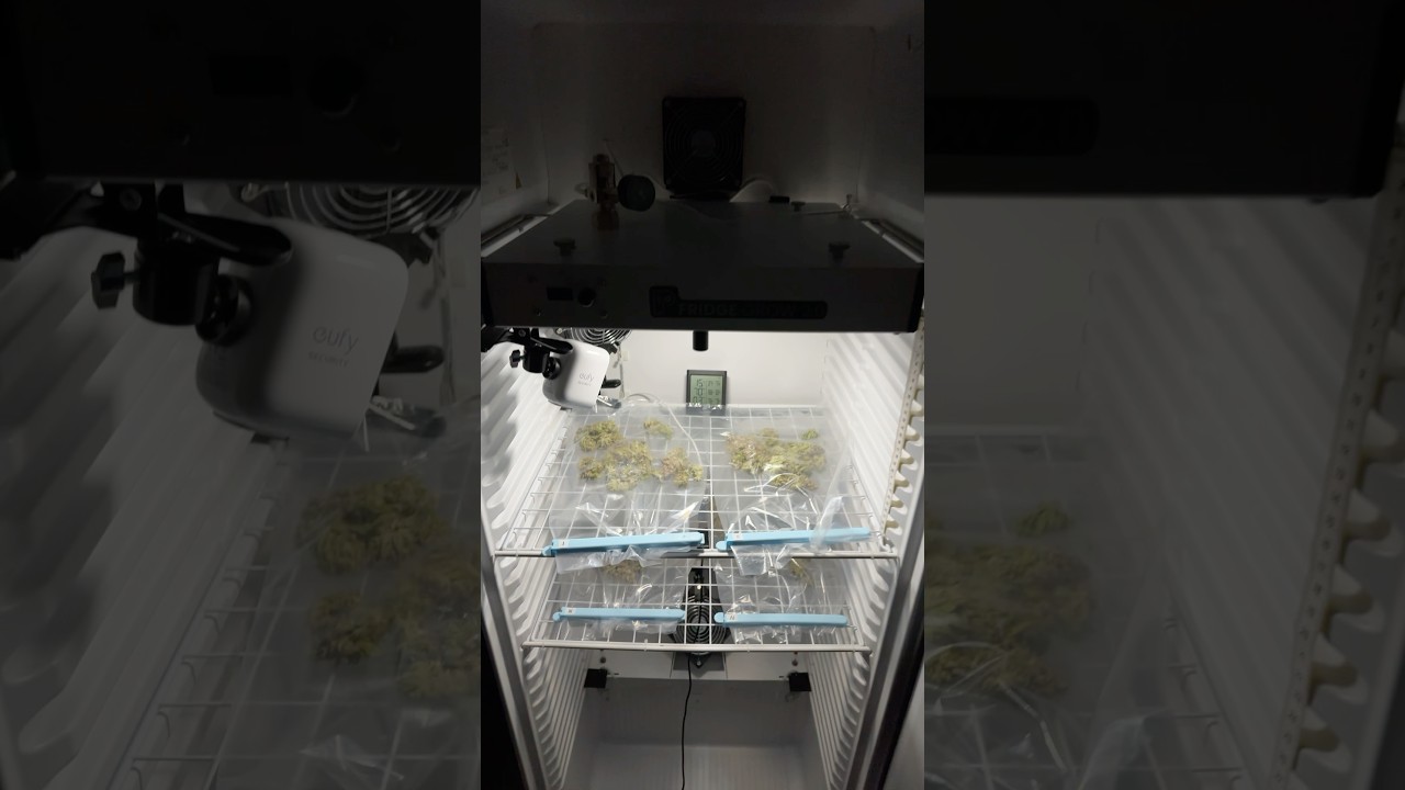 Drying DAY 5 - Permanent Marker 🥦 Fridge grow 2.0 #cannabisgrower #fridgegrow #dryferm