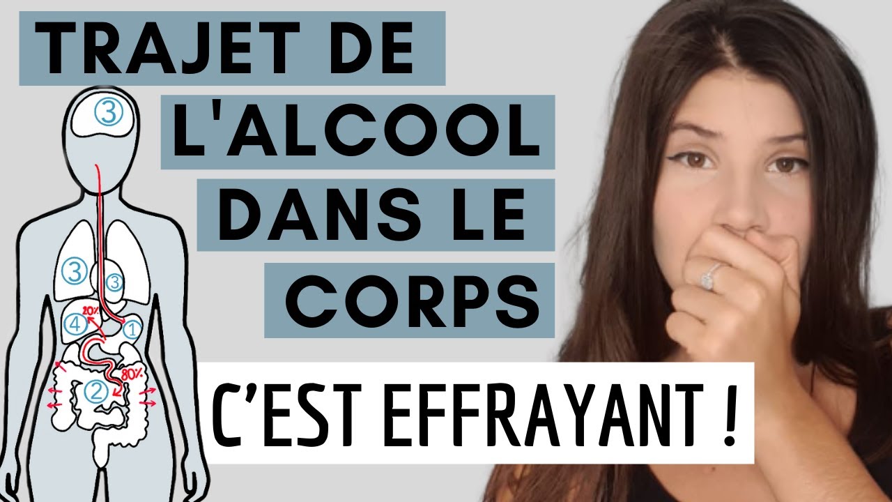 TRAJET DE l'ALCOOL DANS LE CORPS : c'est effrayant !