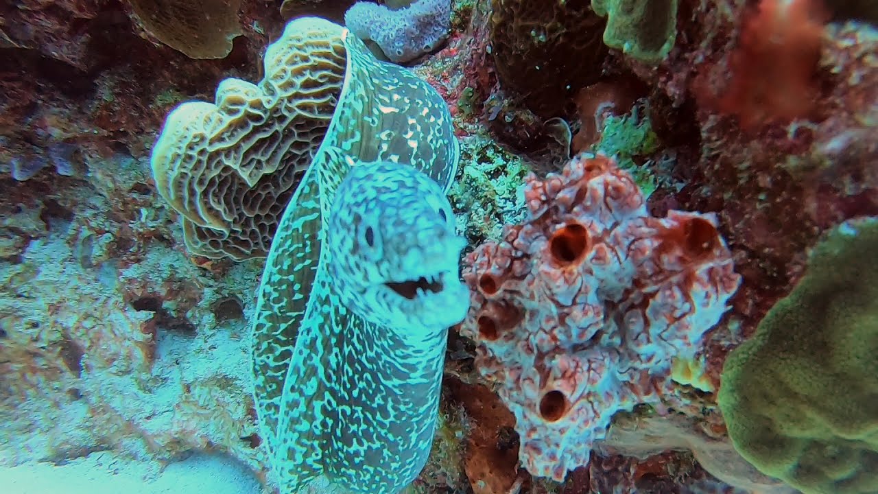 Reef Dive - The Aquarium - Puerto Morelos, Mexico Dive 2 - March 4th 2022